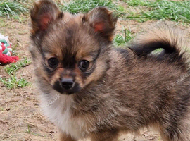 4 beautiful pomchi puppies looking for their forever families