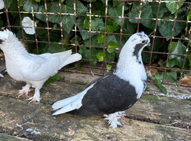 Turkish takla