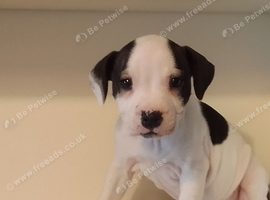 Staffordshire bull terrier pups