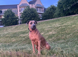 She a lovely dog