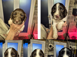 5 Boys - KC Reg and FT-CH Bloodlines
