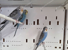 Young Split Blackface Budgies