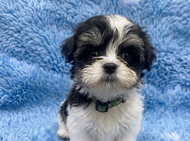 Beautiful, tiny boys available