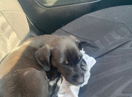 Whippet cross saluki puppy male