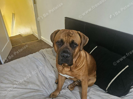 10 month old male Cane Corso X - Kai