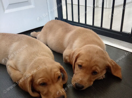 Kc registered labrador girl pup