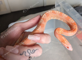 Amel scaleless male corn snake
