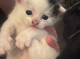2 gorgeous short haired kittens