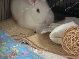She is netherland dwarf cross single mane lionheads.
