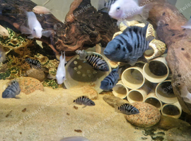 Convict cichlids juvenile