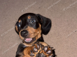 2x Miniature/ standard dachshund puppies