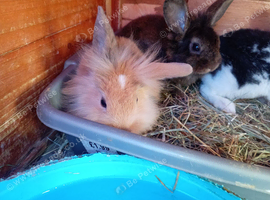 Lop cross lionhead babies available now