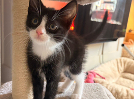 KITTEN NEEDING A HOME