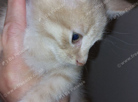 7 kittens for sale