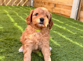 Cavapoo f2 puppies looking for a forever home