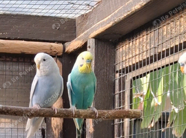 Budgies