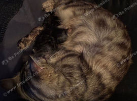 Kittens for sale