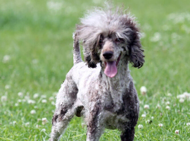 Stunning chocolate Merle poodle boy