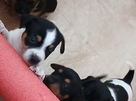 Adorable smooth coat jack russell puppies