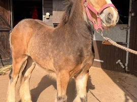 Quality Stamp Bay Colt
