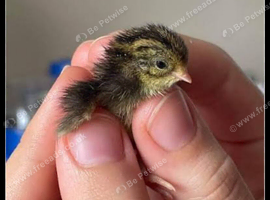 Chinese painted quail
