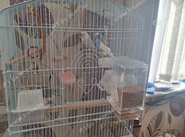 2 budgies