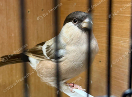Siberian bullfinch&rsquo;s