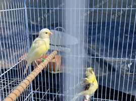 3 canaries for sale.