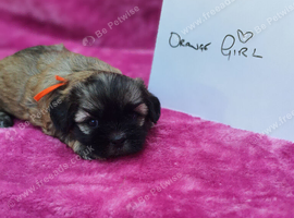Gorgeous small F1 Malshi puppies (Maltese x Shihue