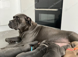 Exceptional Full Pedigree Cane Corso Puppies