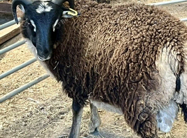 Premium Pedigree Shetland Ram Lambs