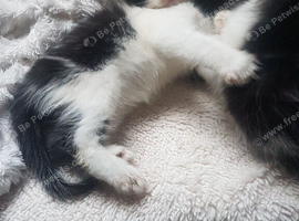 Gorgeous kittens