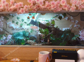 urgent!! corn snake for sale + tank