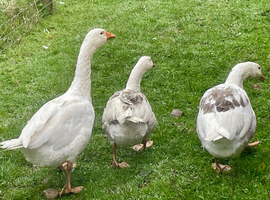 Four young geese looking for new home