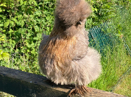 Quality Bearded Silkie Hatching Eggs