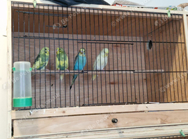 Baby budgies