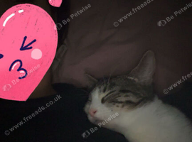 Cute cuddly kitties