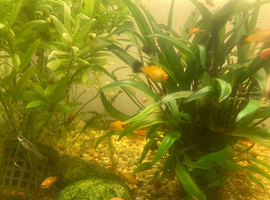 Platys for sale