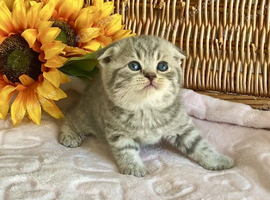 BEAUTIFUL SCOTTISH/BSH (READY 17TH JULY)