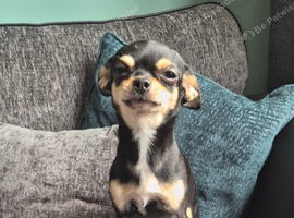 Beautiful Chihuahua Girl Forsale