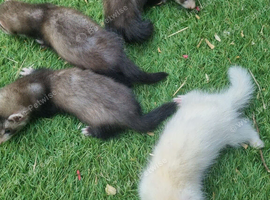 Half micros 9 weeks old