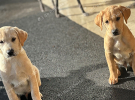 Labrador male pup