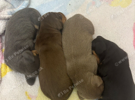 4 mini dachshund boys for sale