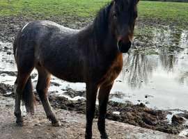 Dartmoor hill x cob rising 2