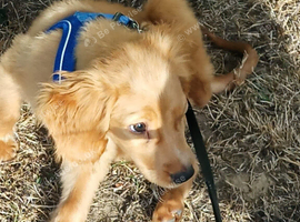 Cute puppy