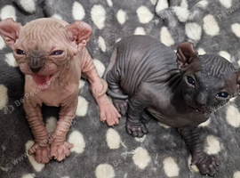 Beautiful Sphynx Kittens (Boy & Girl)