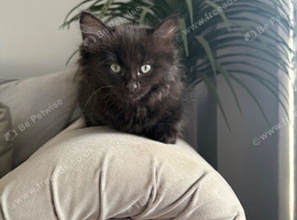 Maine coon kittens