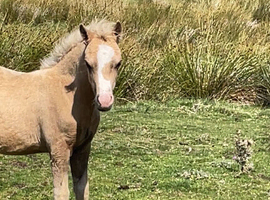 welsh A colt foal