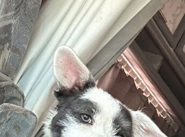 French bulldog x long haired chihuahua