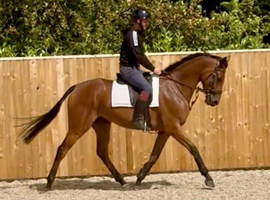 Stunning gelding